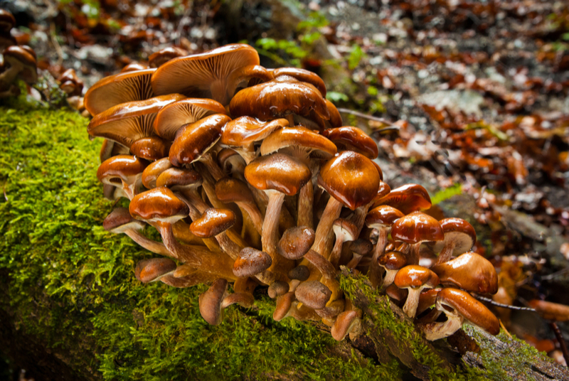 Armillaria solipides